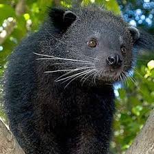 binturong